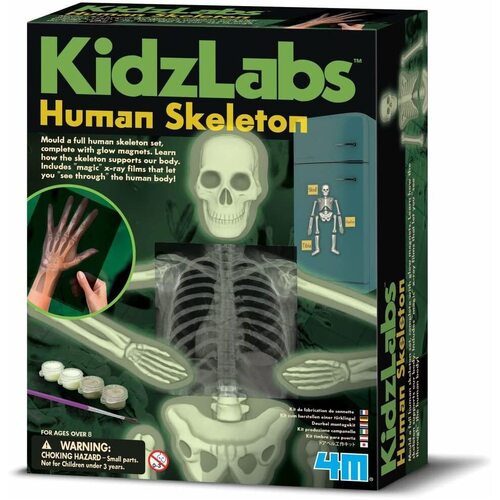 4M - Glow Human Skeleton